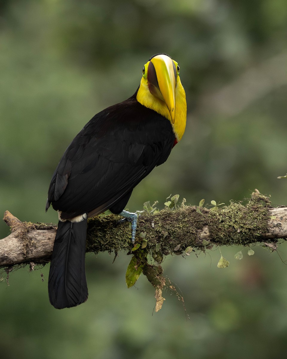 ニショクキムネオオハシ - ML645823712