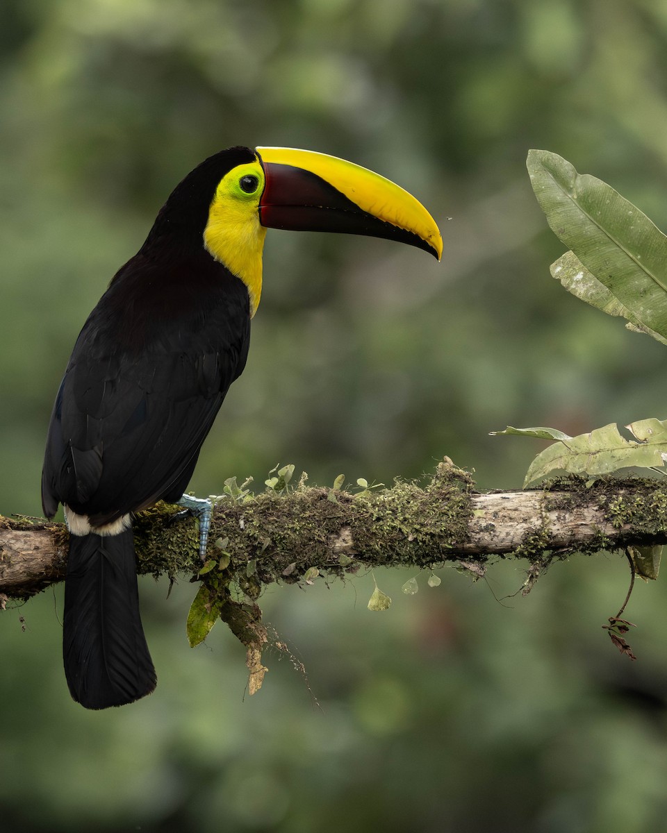 ニショクキムネオオハシ - ML645823713