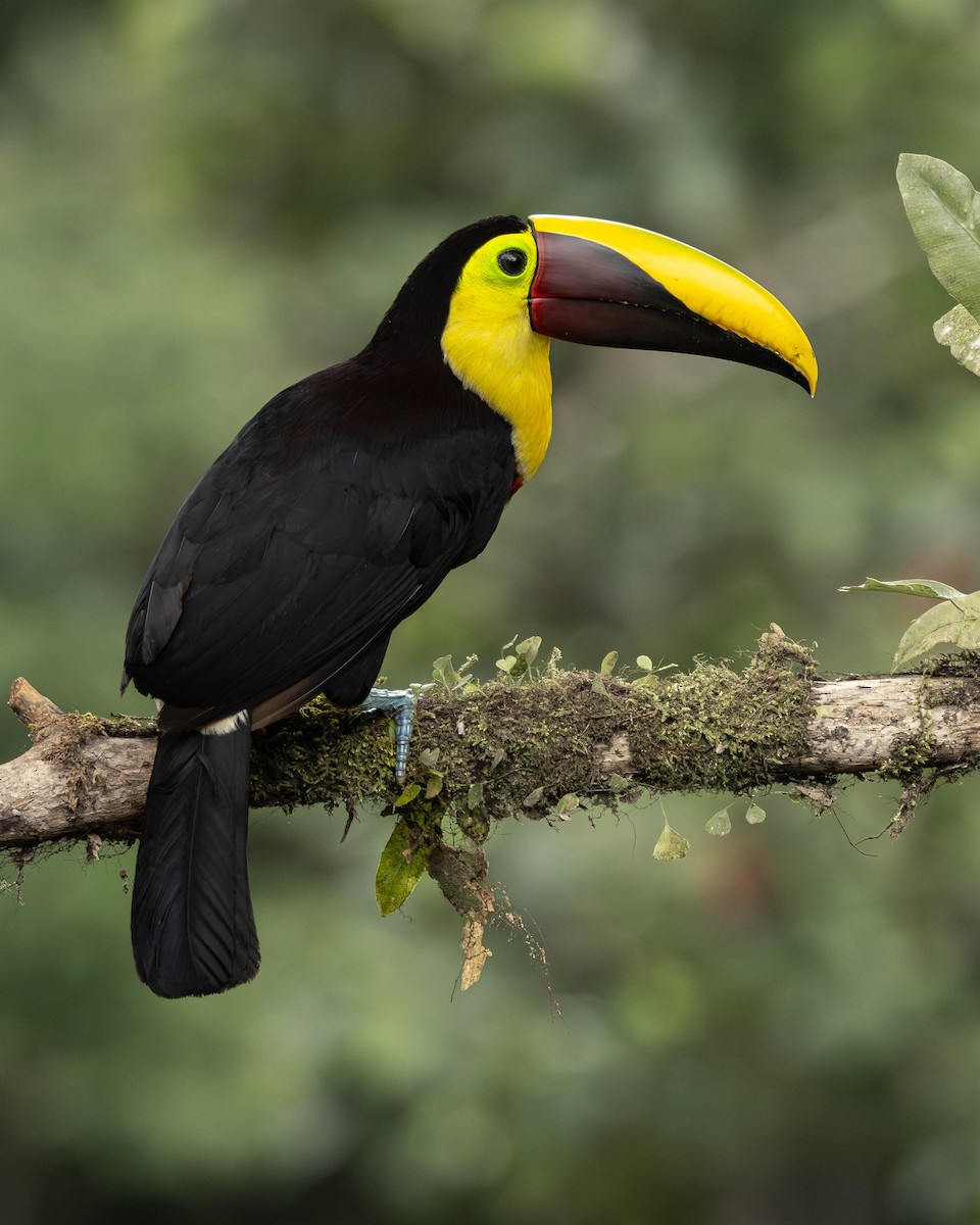 ニショクキムネオオハシ - ML645823714