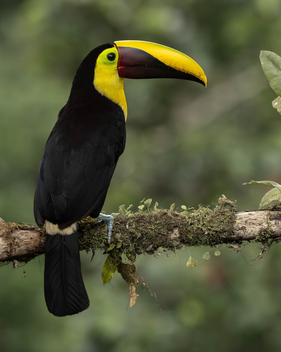 ニショクキムネオオハシ - ML645823715