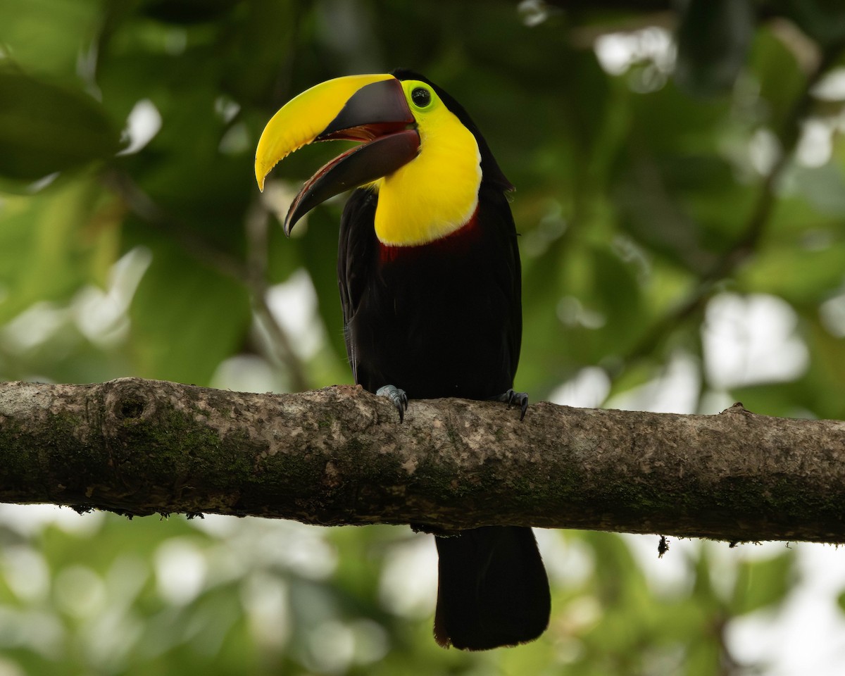 ニショクキムネオオハシ - ML645823716