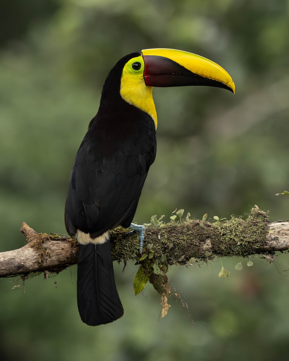 ニショクキムネオオハシ - ML645823717