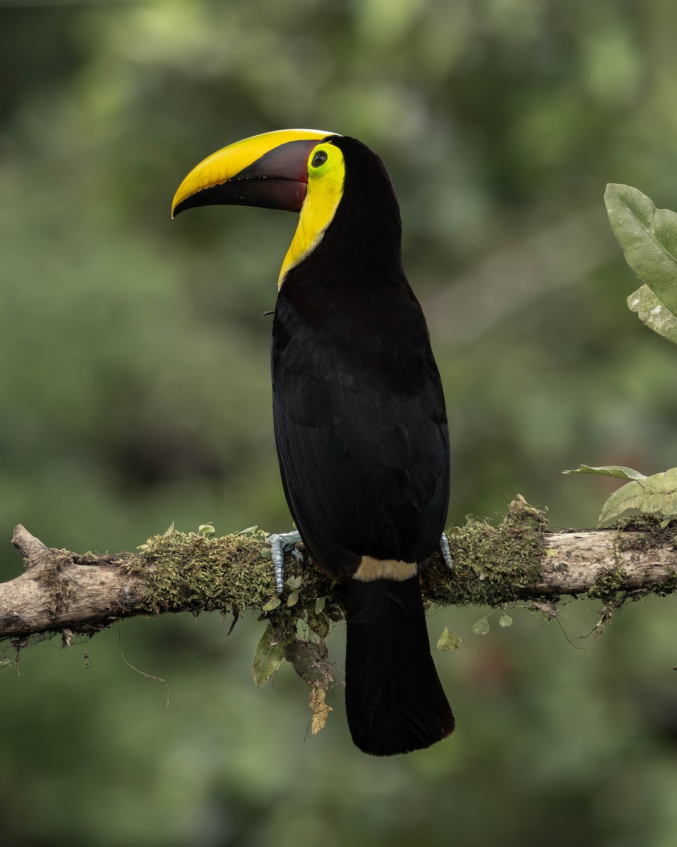 ニショクキムネオオハシ - ML645823718