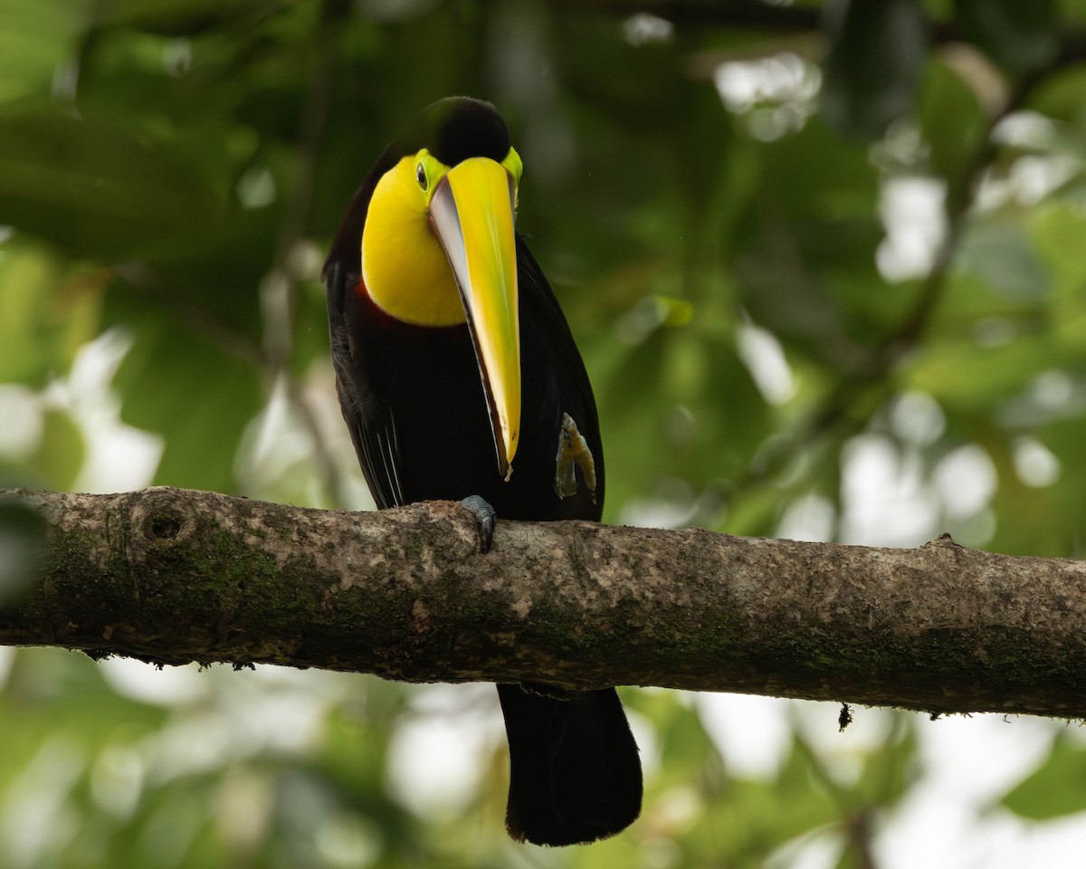 ニショクキムネオオハシ - ML645823719