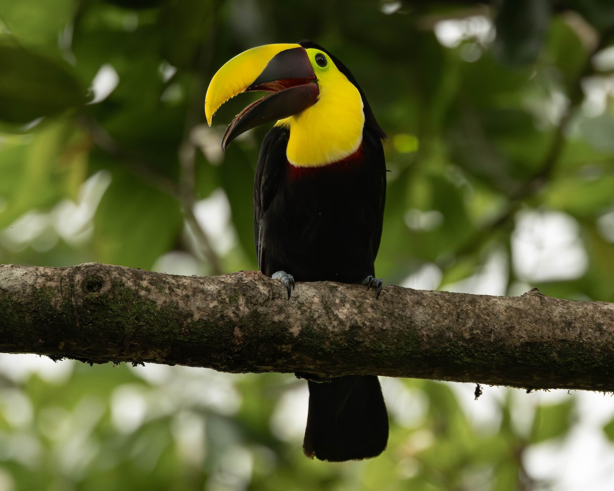 ニショクキムネオオハシ - ML645823720