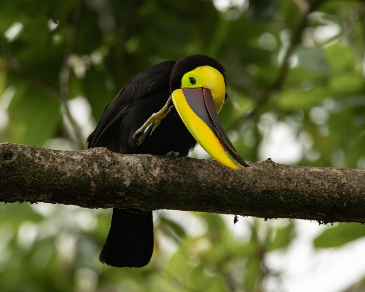 ニショクキムネオオハシ - ML645823721