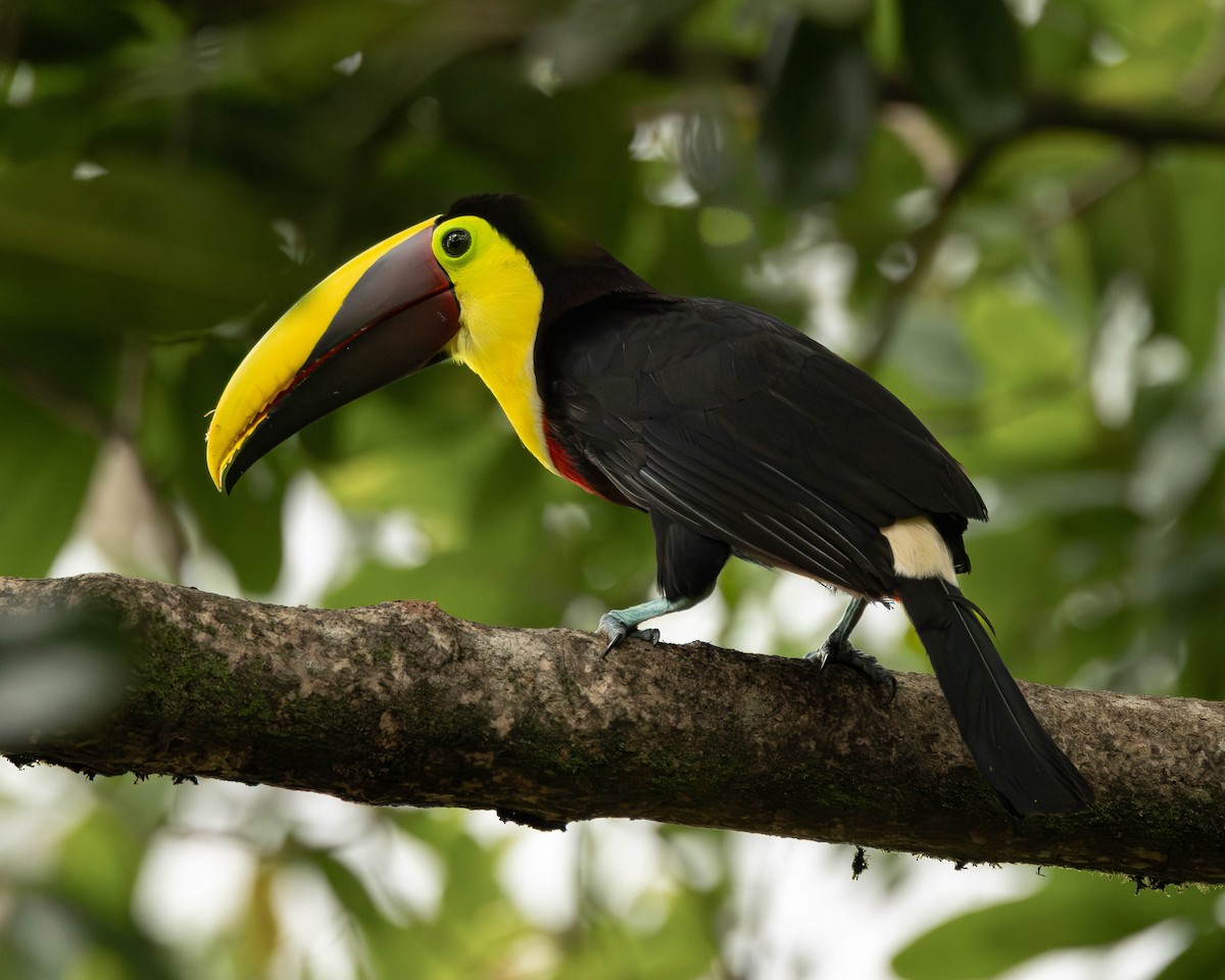 ニショクキムネオオハシ - ML645823722