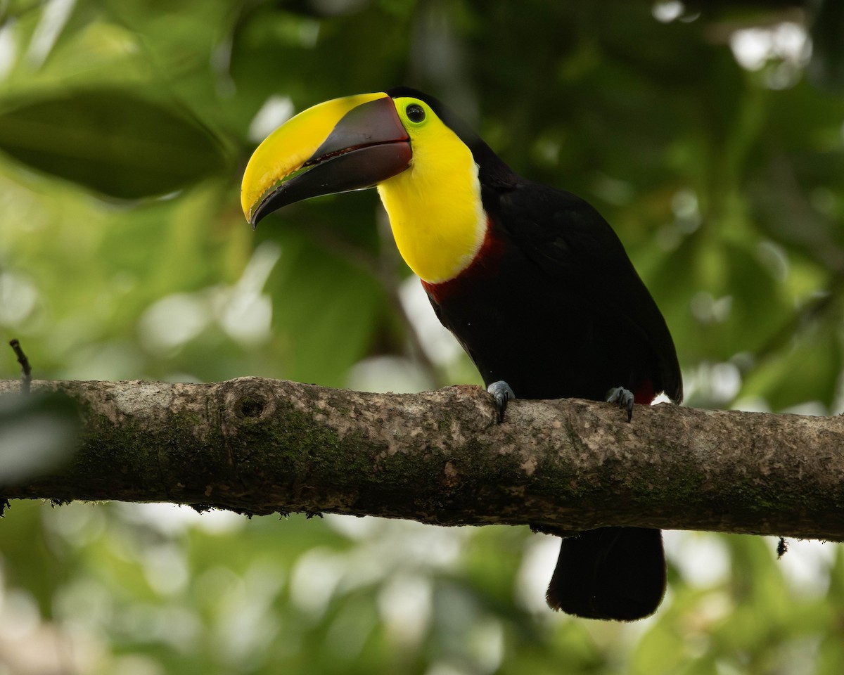 ニショクキムネオオハシ - ML645823723