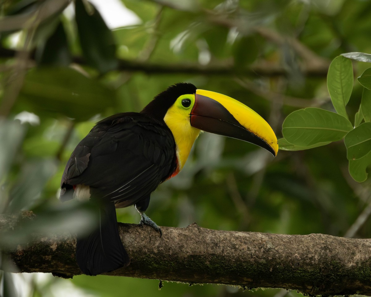 ニショクキムネオオハシ - ML645823724