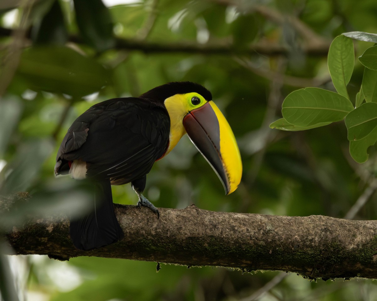 ニショクキムネオオハシ - ML645823725