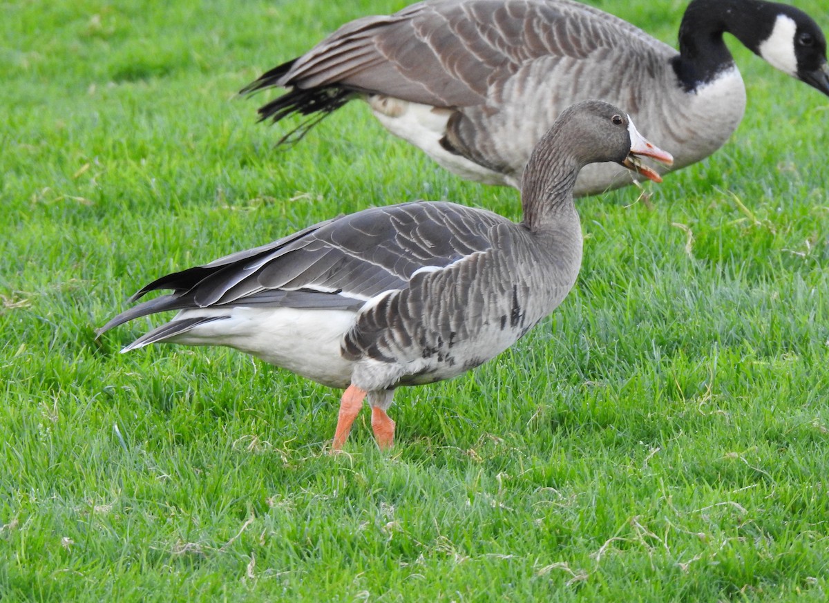 マガン - ML645823726