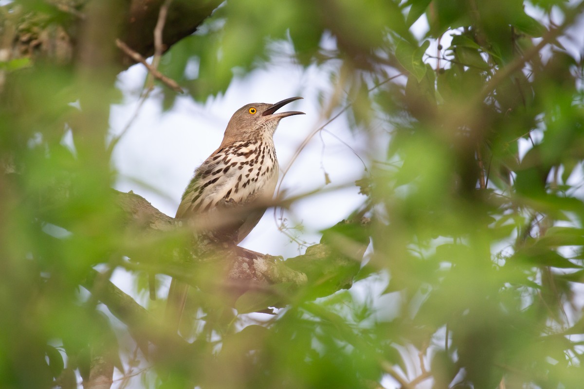 ハシナガツグミモドキ - ML645823727