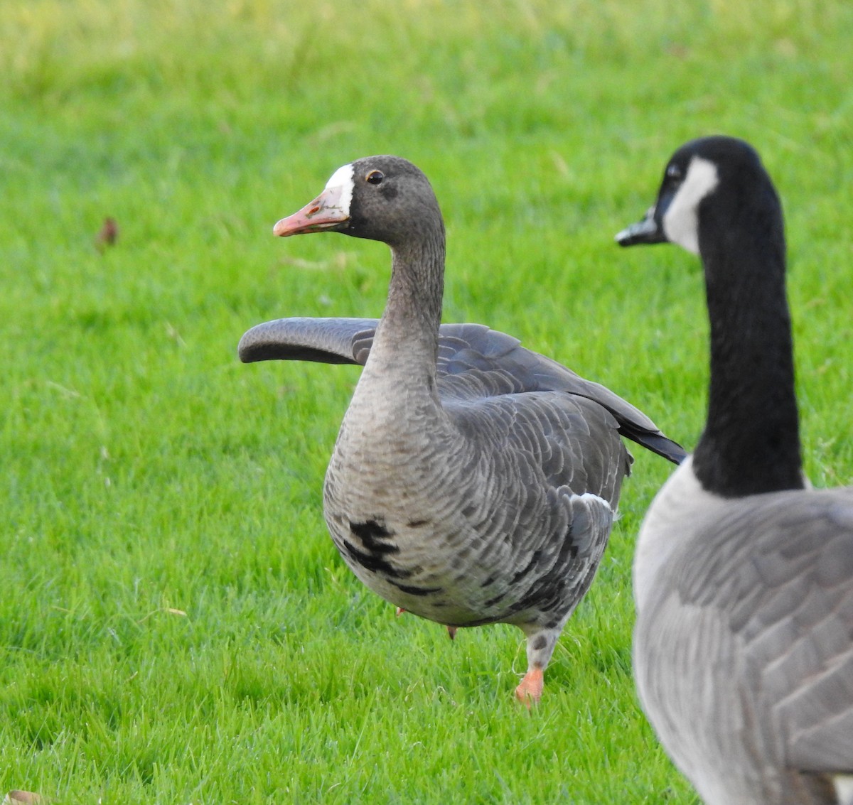 マガン - ML645823728