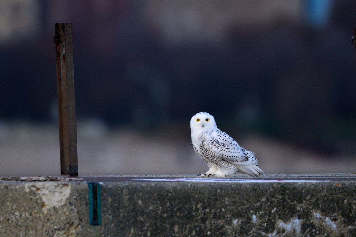 シロフクロウ - ML645823729