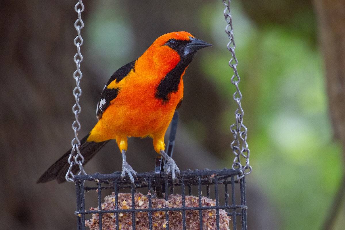 オレンジムクドリモドキ - ML645823734