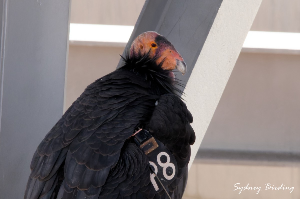 カリフォルニアコンドル - ML645823736