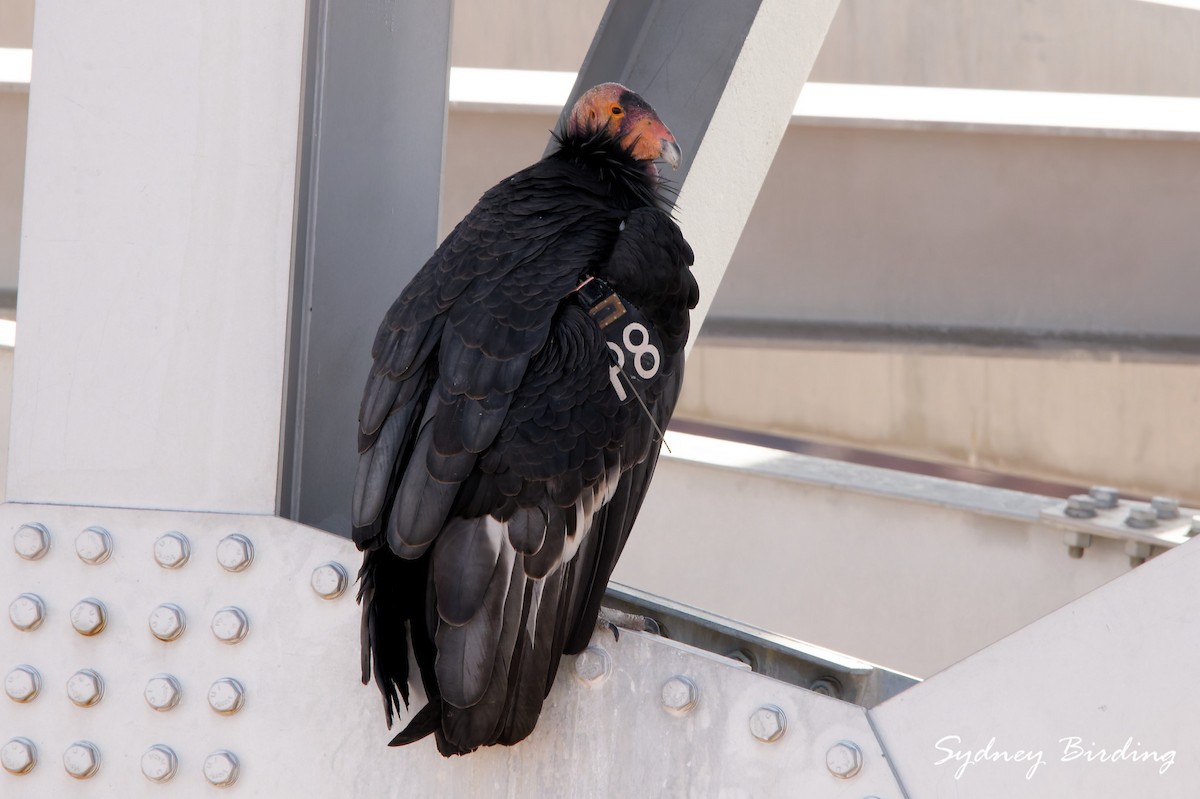 カリフォルニアコンドル - ML645823737