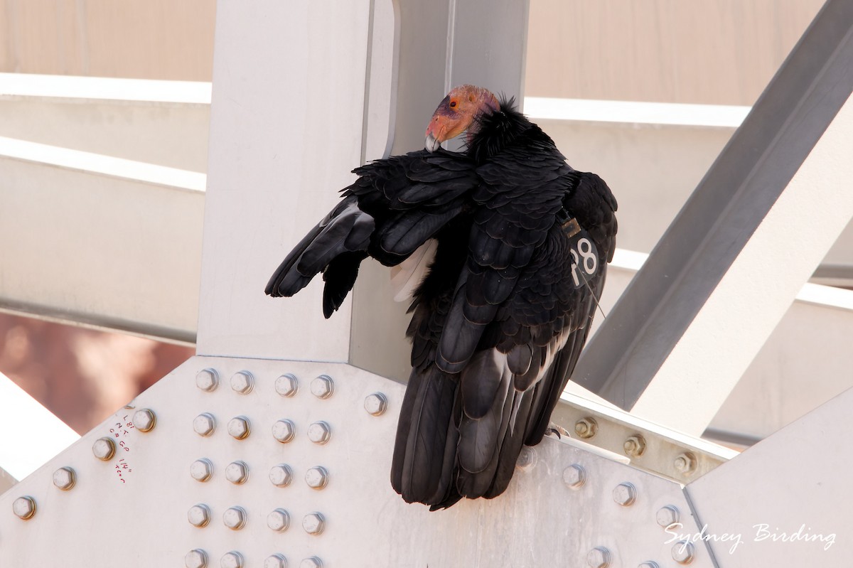 カリフォルニアコンドル - ML645823738