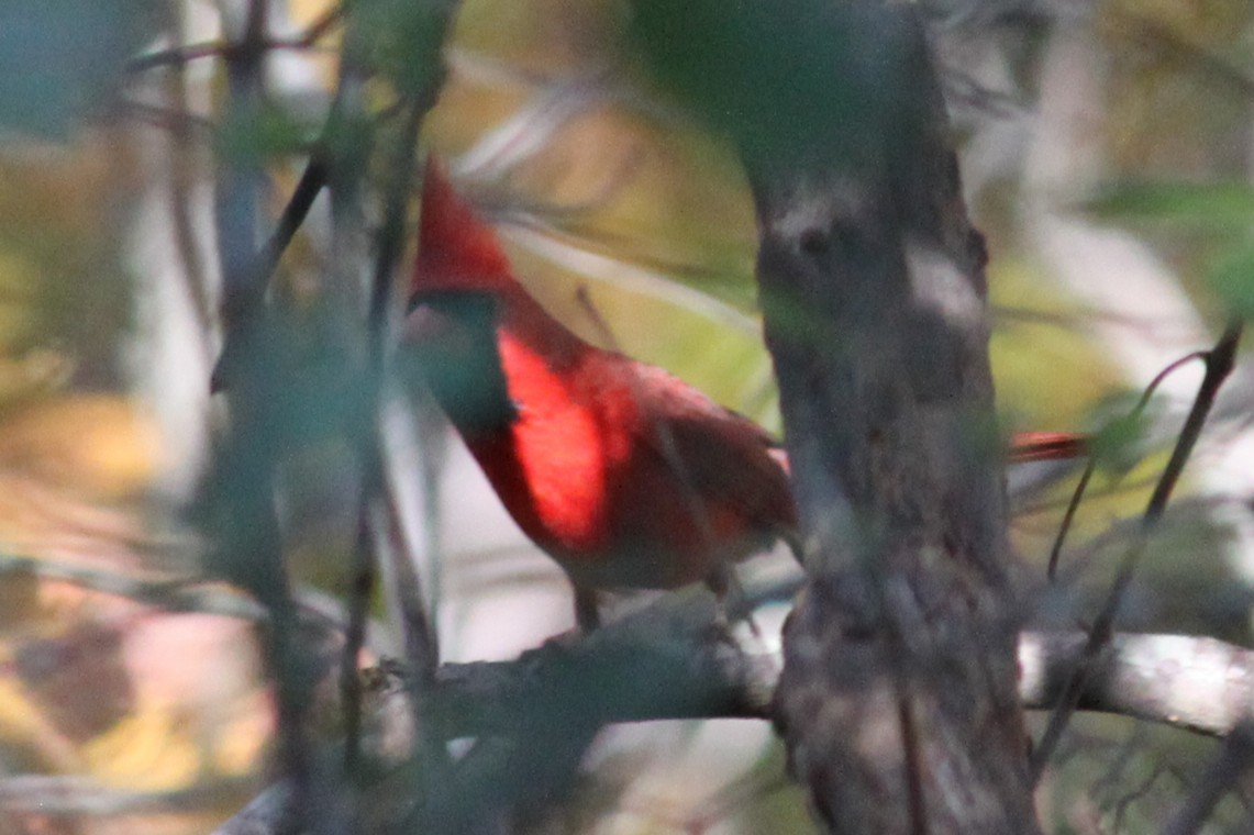 Kardinal arrunta - ML645823741