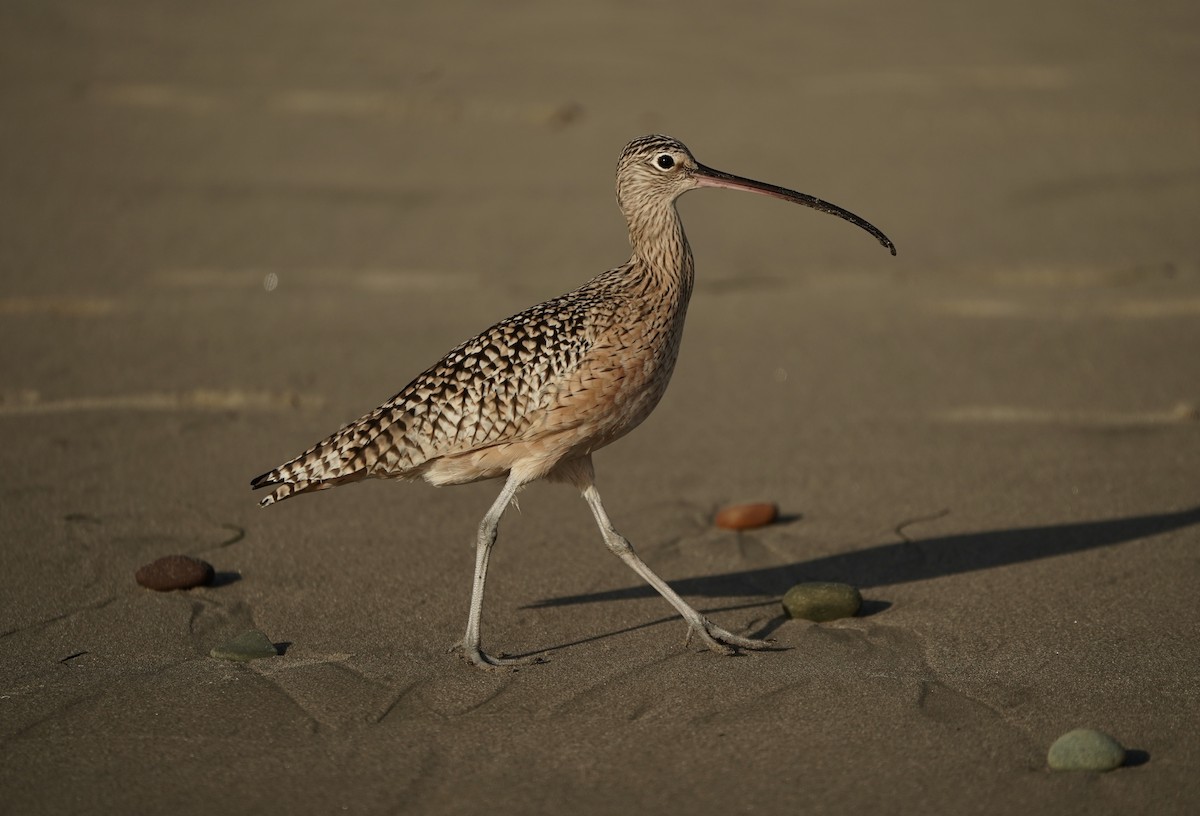 Кульон американський - ML645823751