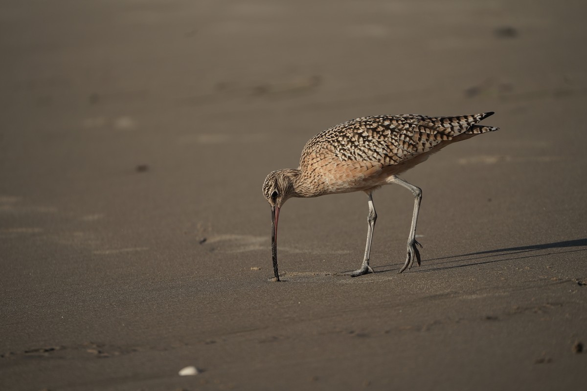 Кульон американський - ML645823752