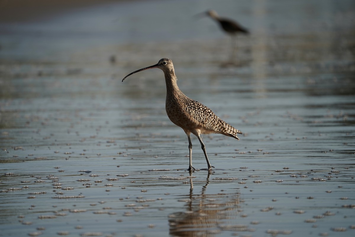 Кульон американський - ML645823753