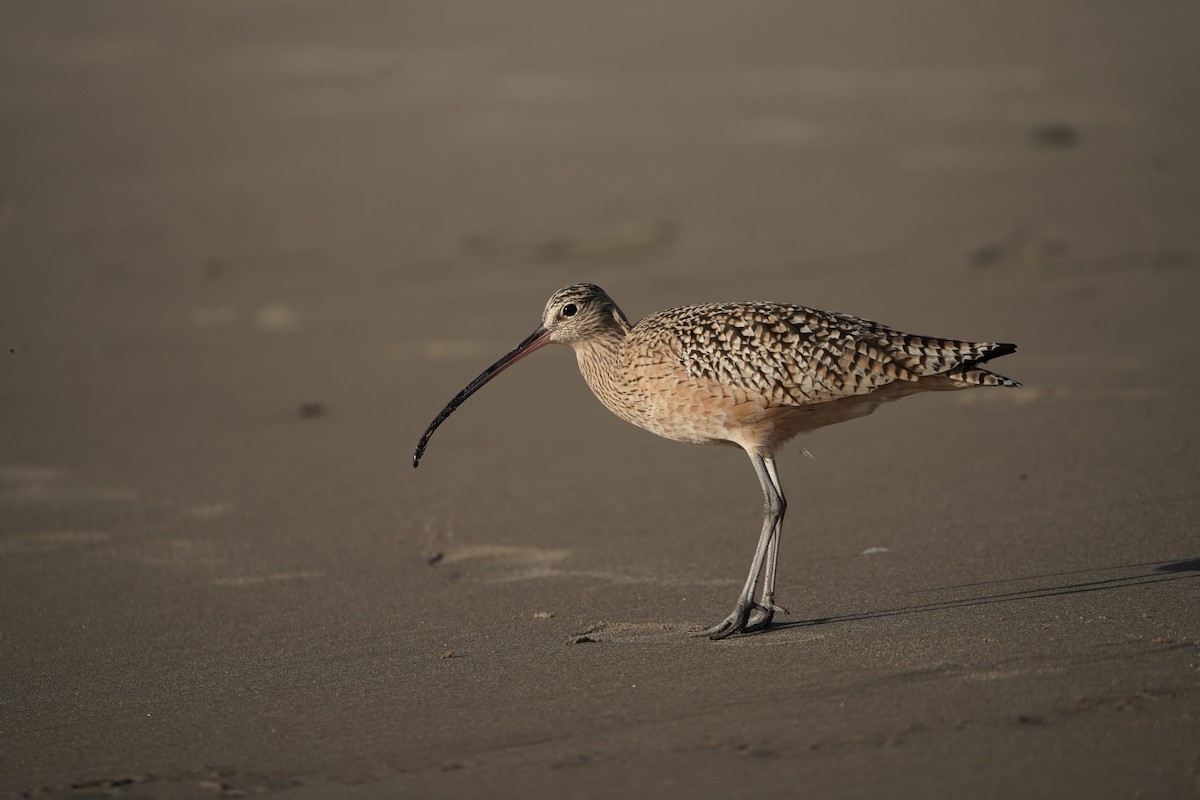 Кульон американський - ML645823754