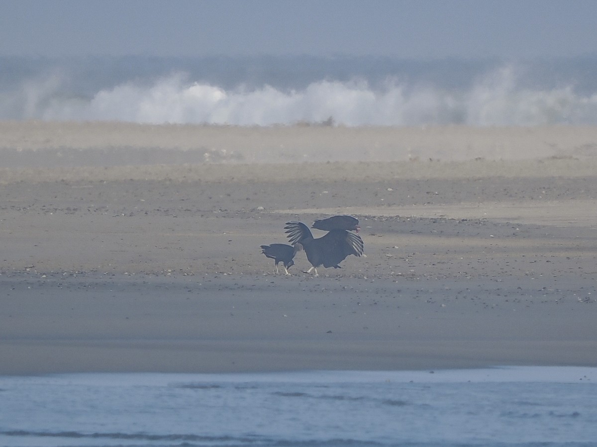 Чёрная катарта - ML645823757