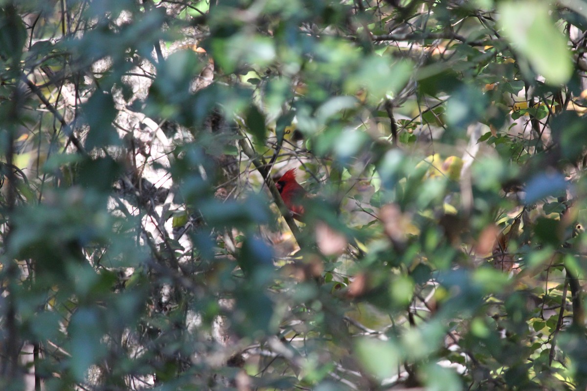 Kardinal arrunta - ML645823758