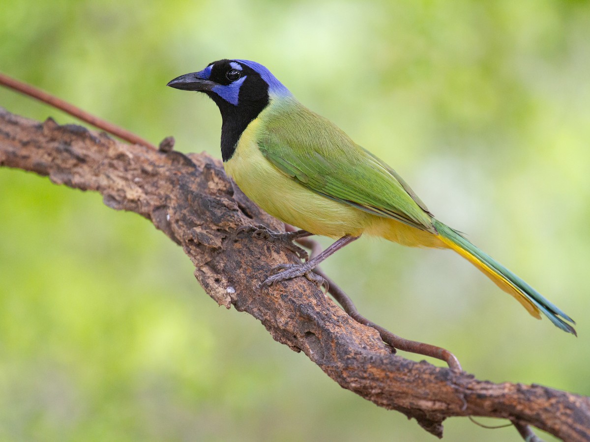 Geai vert - ML645823759