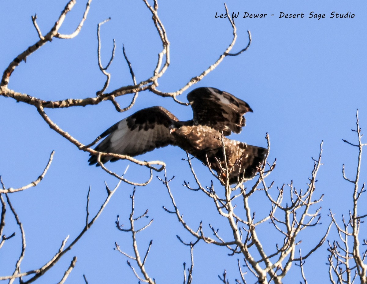 Rough-legged Hawk - ML645823760