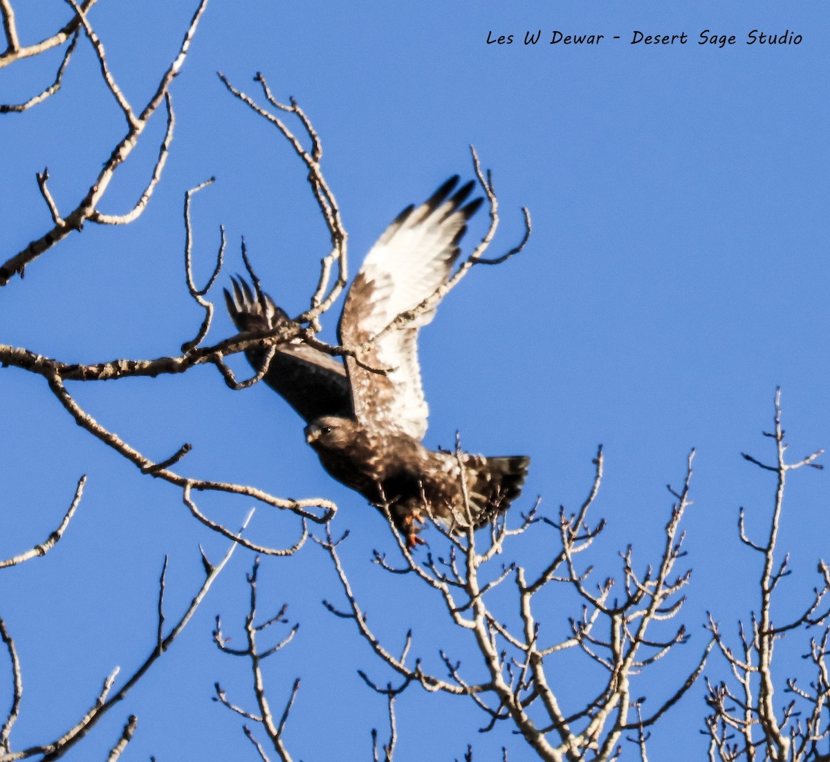 Rough-legged Hawk - ML645823761