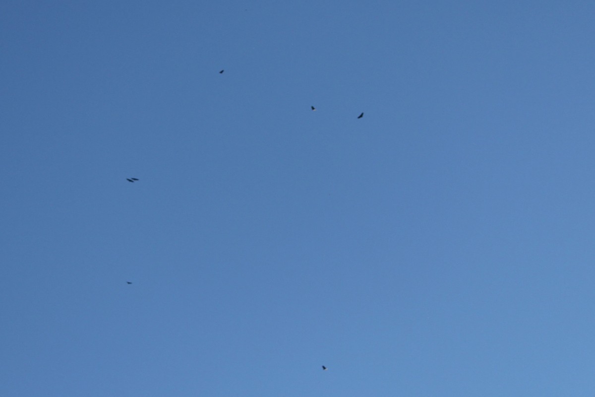 new world vulture sp. - ML645823762