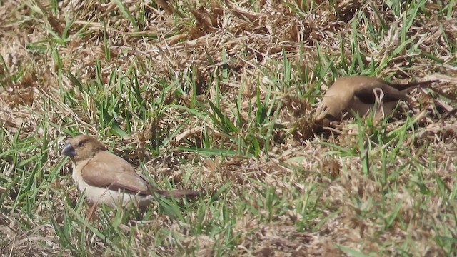African Silverbill - ML645823763