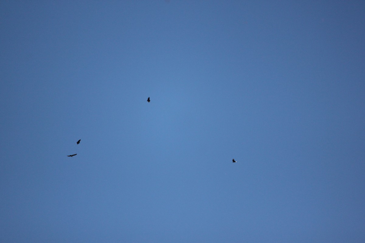 new world vulture sp. - ML645823766