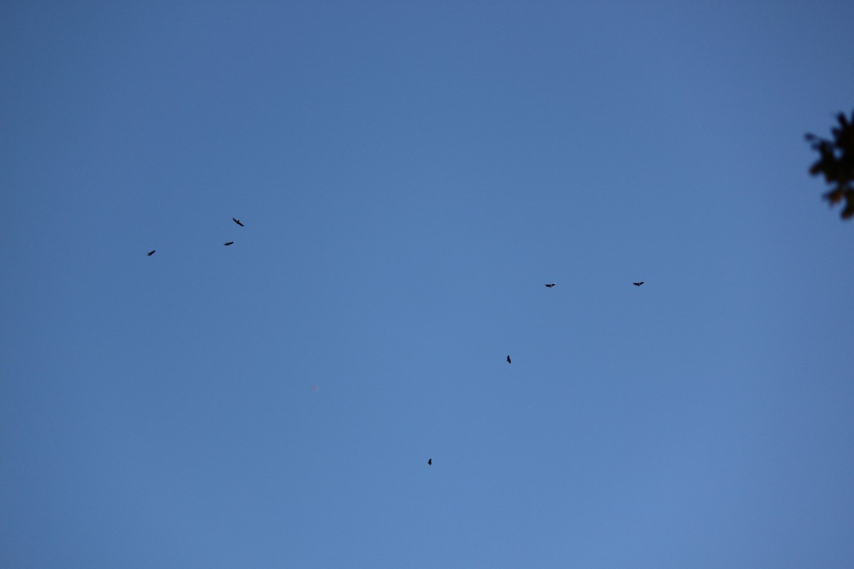 new world vulture sp. - ML645823768