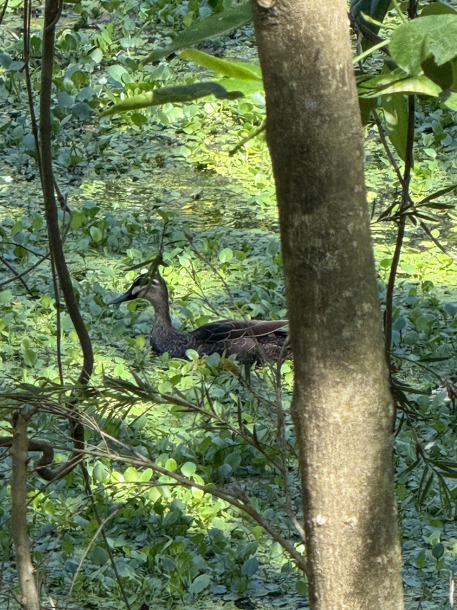 kachna pruhohlavá - ML645823769