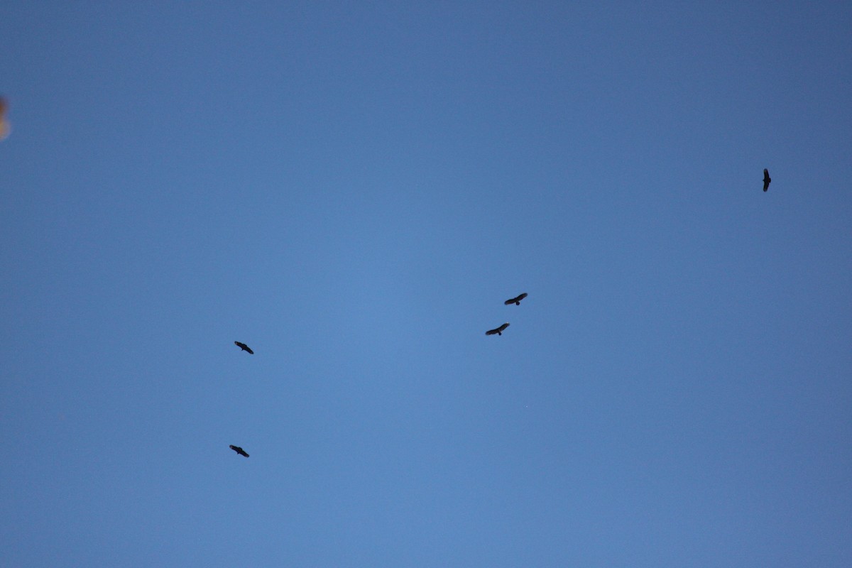 new world vulture sp. - ML645823786