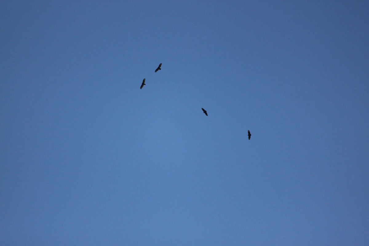 new world vulture sp. - ML645823787