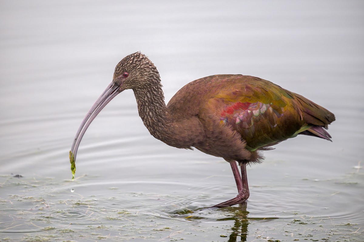 Beltzaran musuzuria - ML645823790