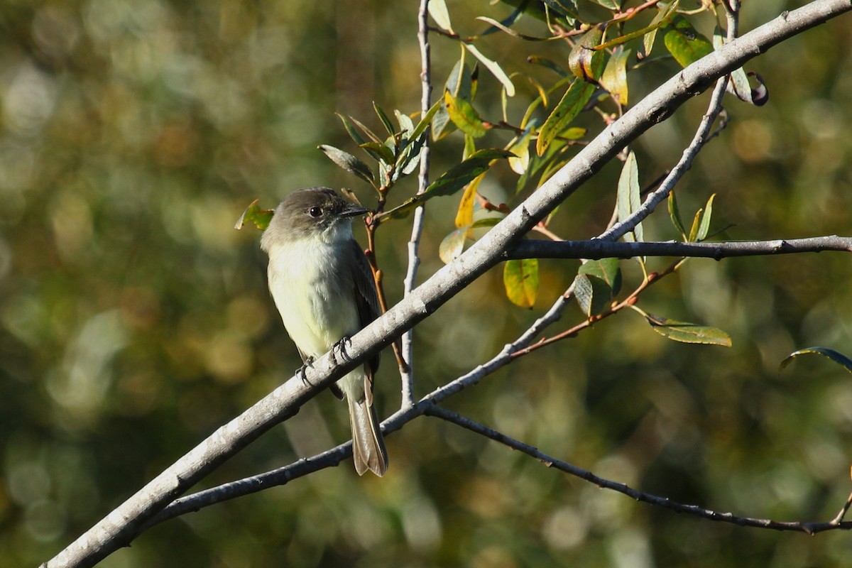 Eastern Phoebe - ML645823791