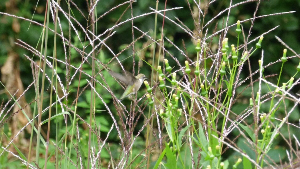 Колібрі рубіновогорлий - ML645823793