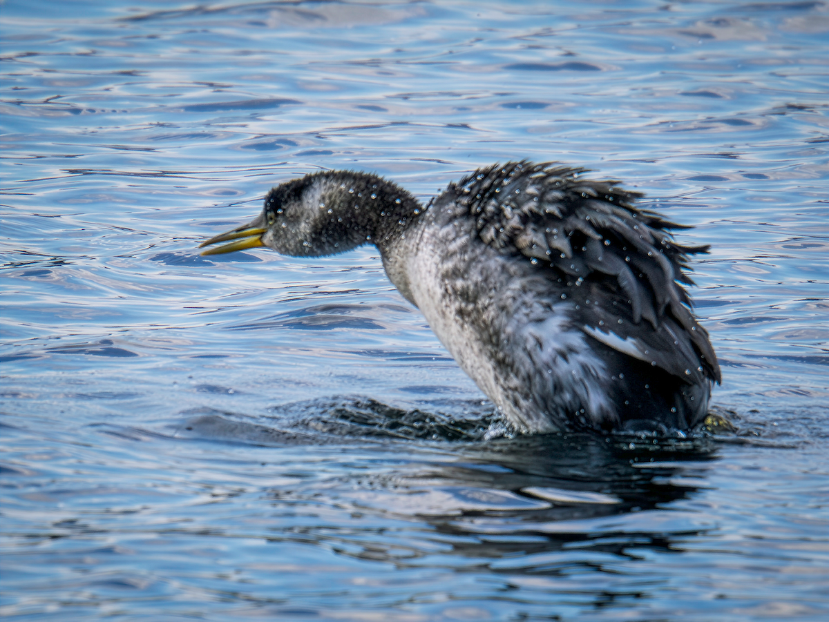 Red-necked Grebe - ML645823794