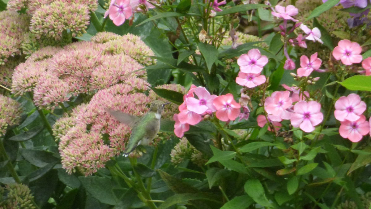 Колібрі рубіновогорлий - ML645823796