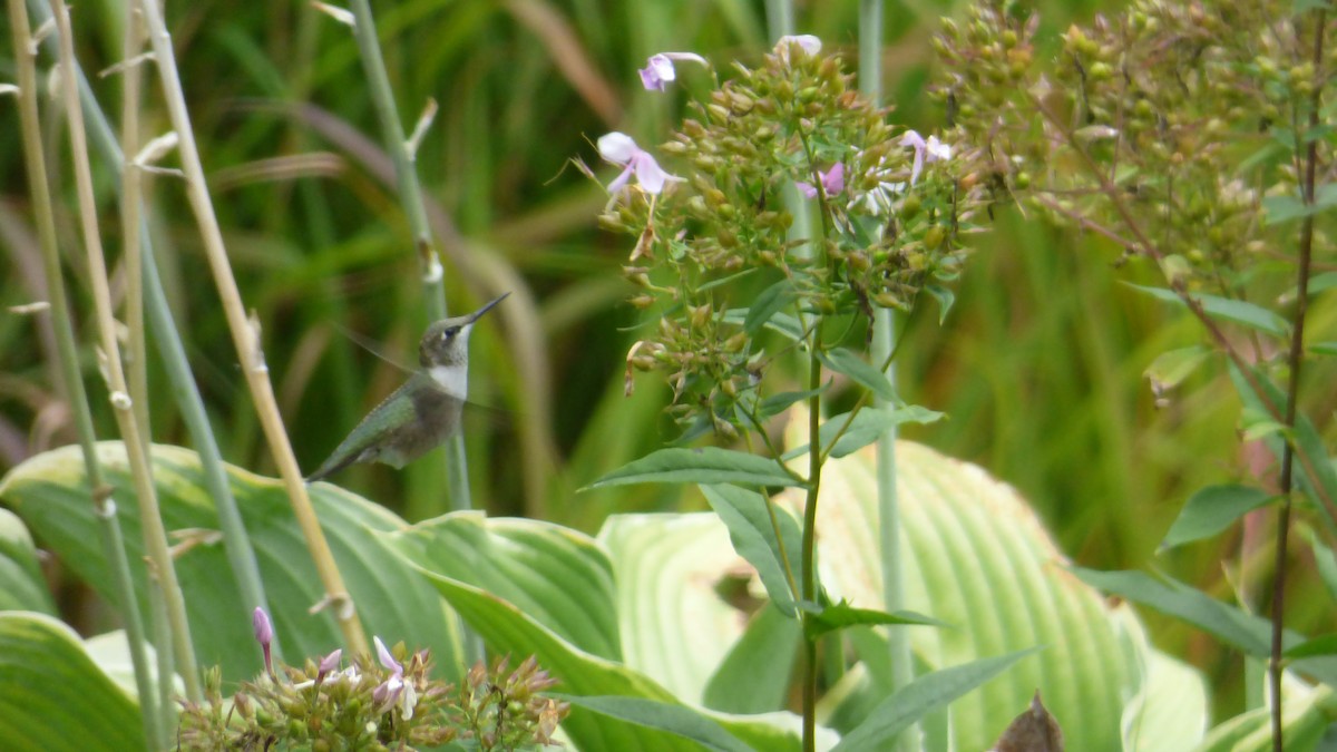 Колібрі рубіновогорлий - ML645823799