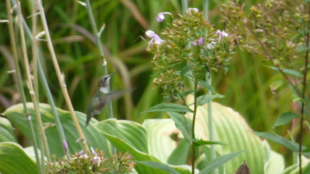 Колібрі рубіновогорлий - ML645823802