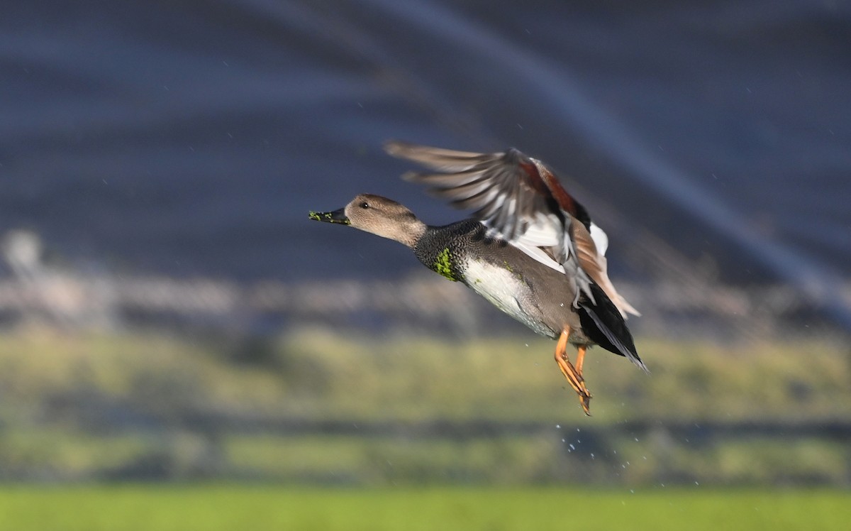 Серая утка - ML645823803