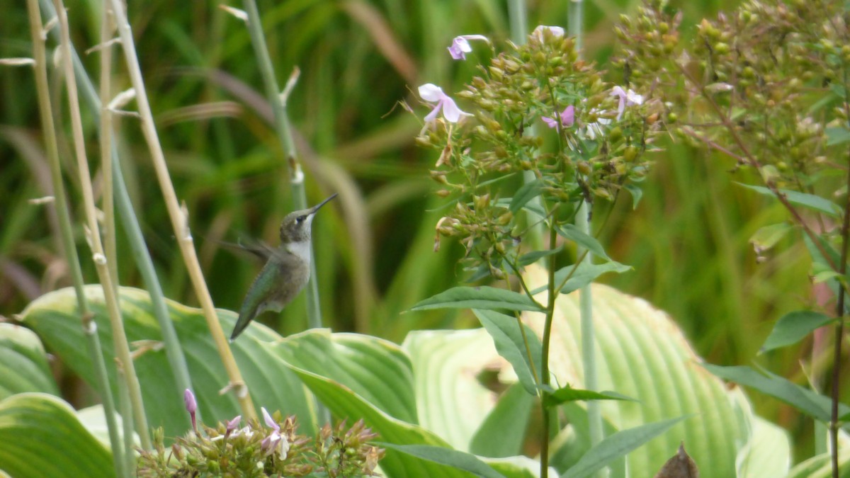 Колібрі рубіновогорлий - ML645823804