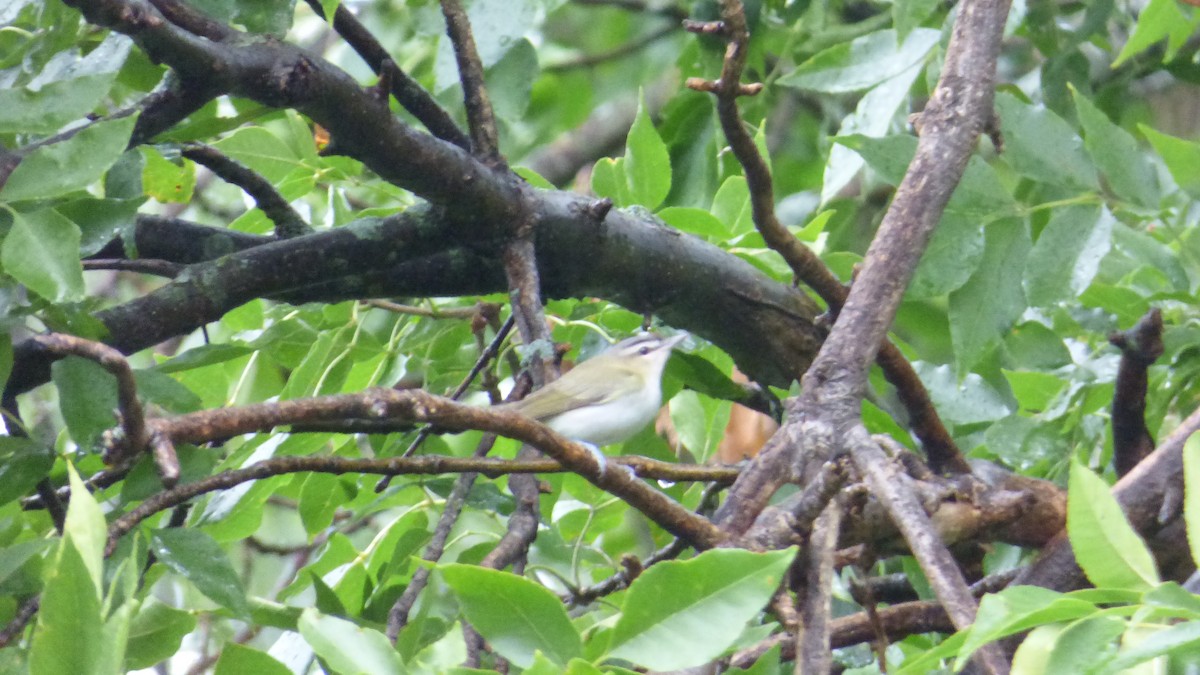 Red-eyed Vireo - ML645823807