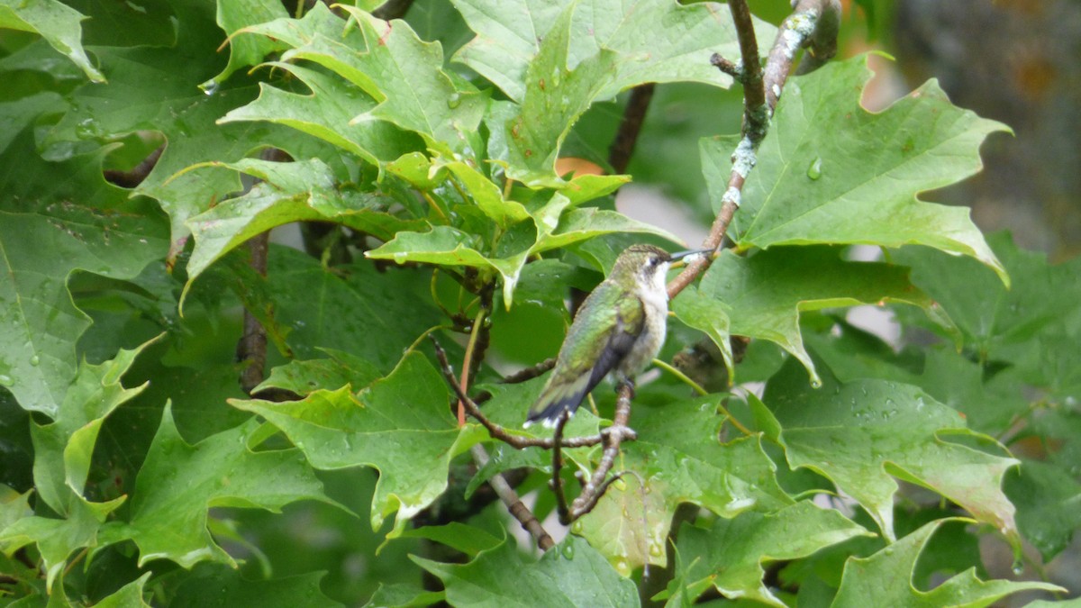 Колібрі рубіновогорлий - ML645823810